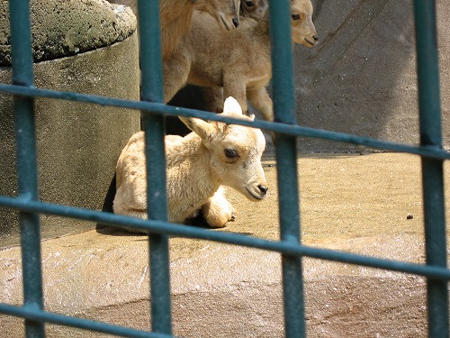 福岡市動物園22