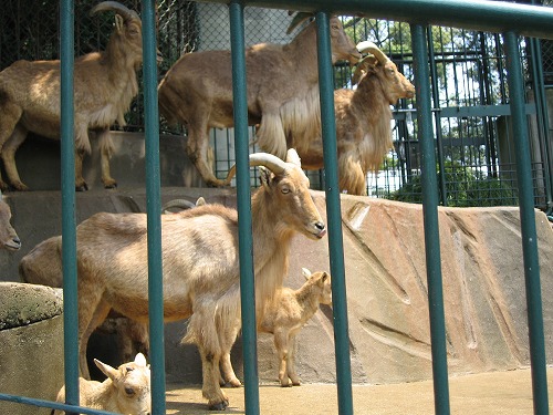 福岡市動物園23