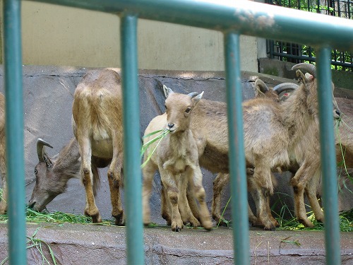 福岡市動物園25