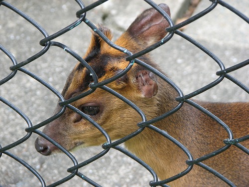 福岡市動物園4