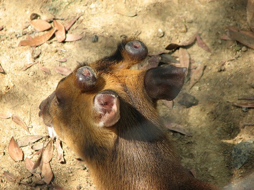 福岡市動物園5