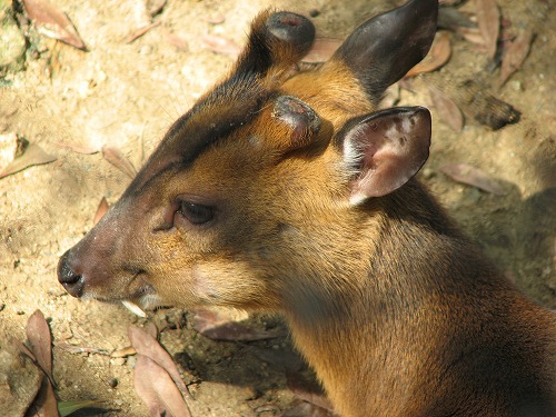 福岡市動物園6