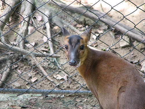 福岡市動物園3