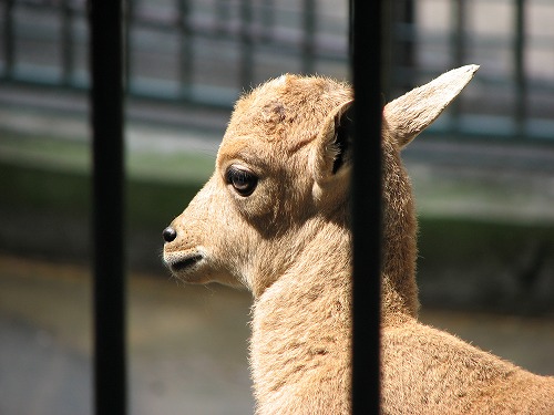 福岡市動物園7