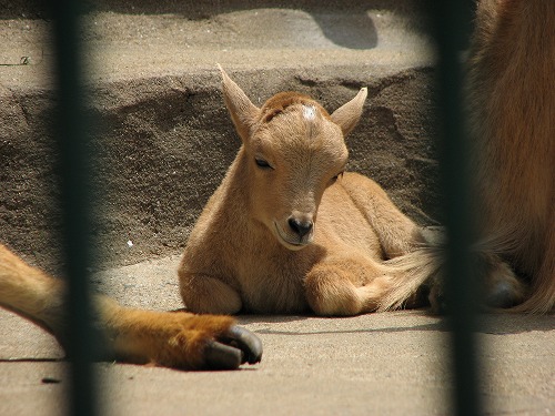 福岡市動物園8