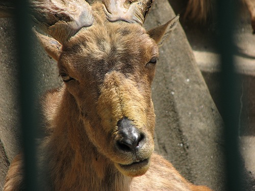 福岡市動物園9