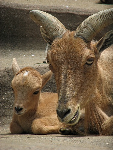 福岡市動物園10
