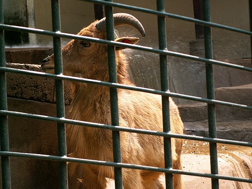 福岡市動物園12