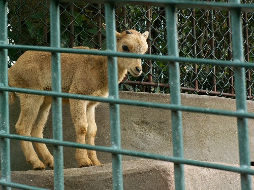 福岡市動物園13
