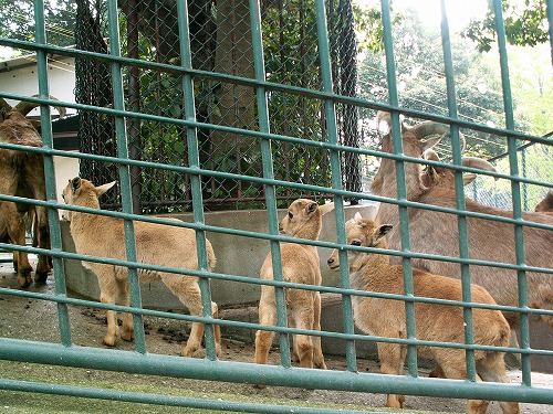 福岡市動物園14