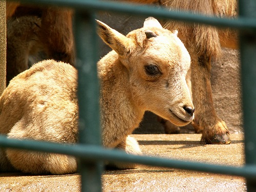 福岡市動物園15