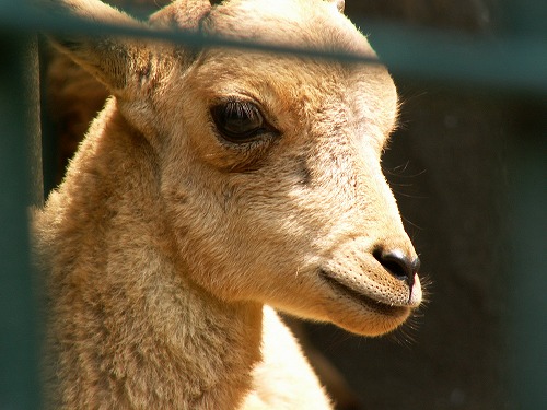 福岡市動物園16
