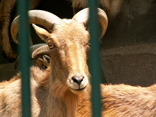 福岡市動物園17