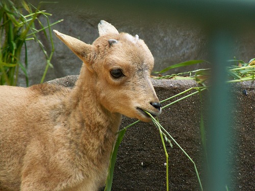 福岡市動物園20