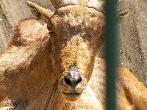 福岡市動物園18