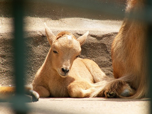 福岡市動物園19