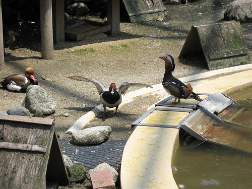福岡市動物園1