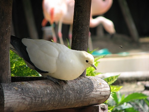 福岡市動物園2