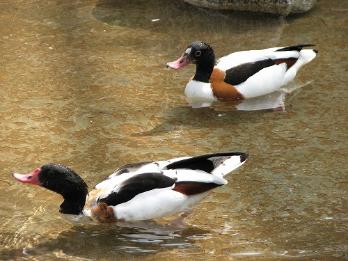 福岡市動物園18