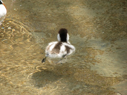 福岡市動物園3