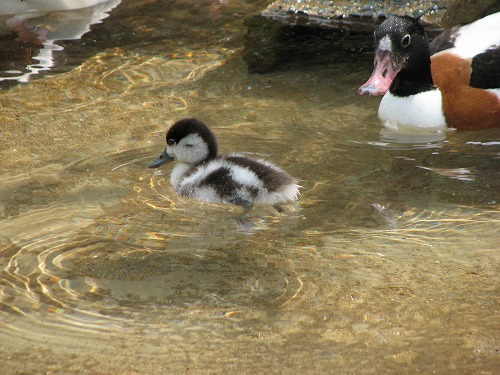 福岡市動物園4
