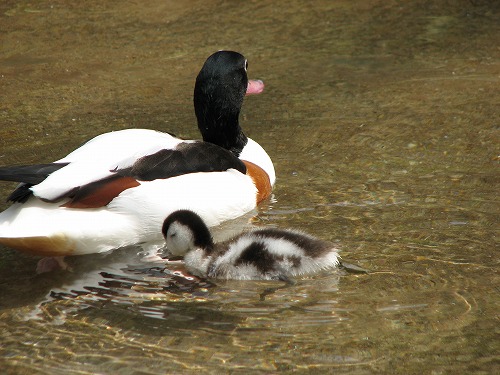 福岡市動物園5