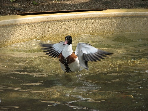 福岡市動物園6