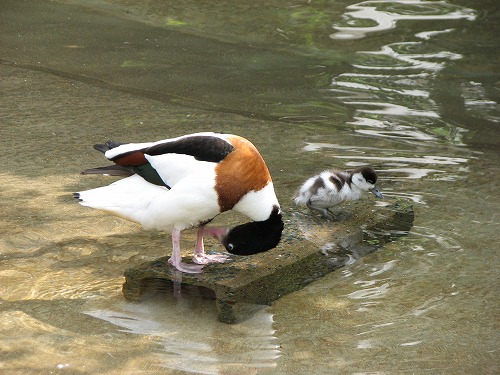 福岡市動物園9