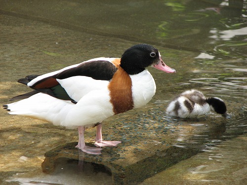 福岡市動物園10