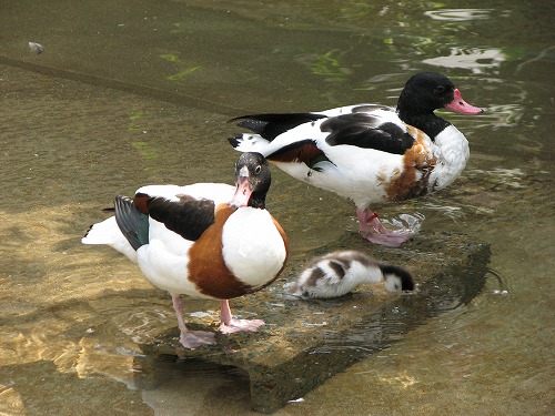 福岡市動物園11