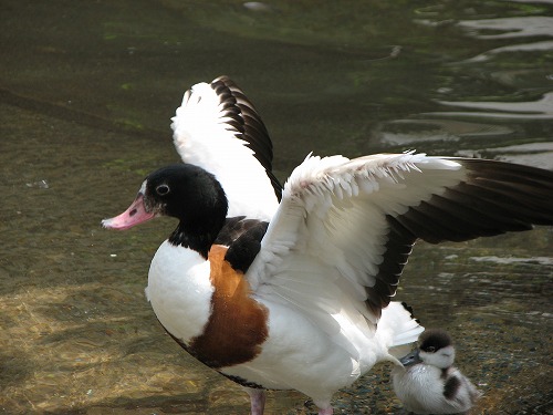 福岡市動物園12
