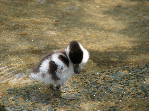 福岡市動物園16