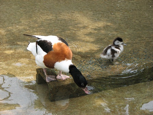 福岡市動物園17