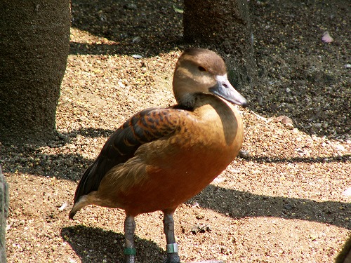 福岡市動物園29