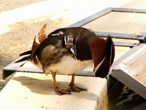 福岡市動物園30