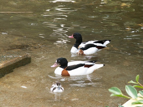 福岡市動物園19