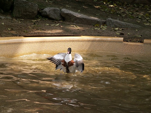 福岡市動物園22