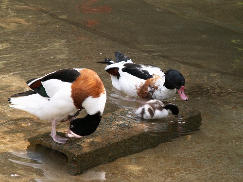 福岡市動物園24