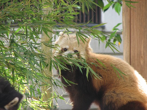 レッサーパンダ2