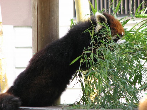 レッサーパンダ4