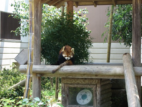 レッサーパンダ10