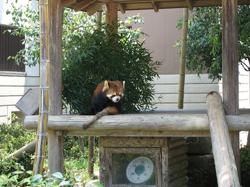 レッサーパンダ11