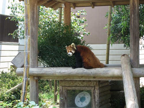 レッサーパンダ12