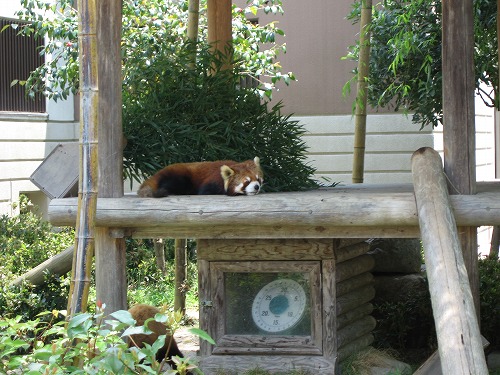 レッサーパンダ15