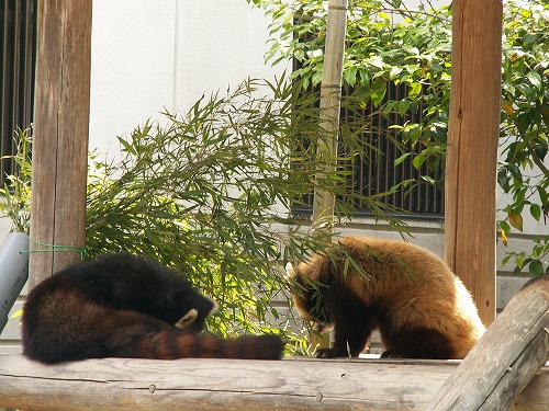 レッサーパンダ19