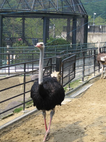 福岡市動物園15