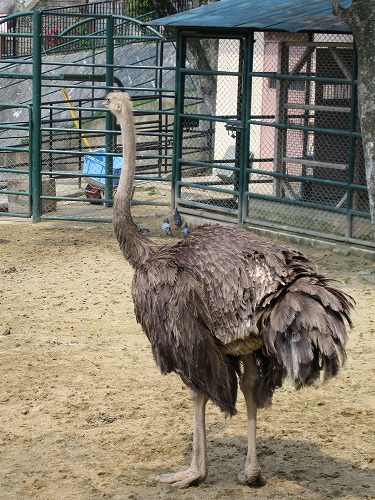 福岡市動物園16