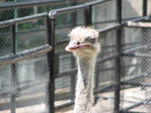 福岡市動物園19