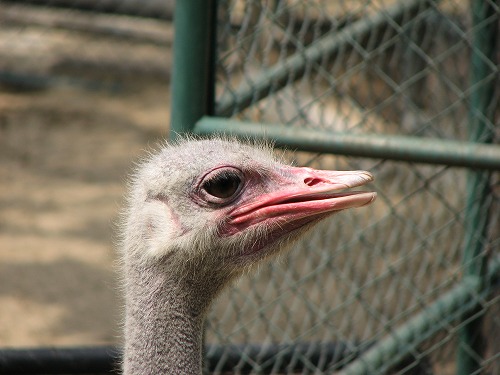 福岡市動物園20