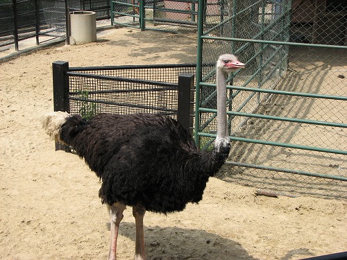 福岡市動物園29
